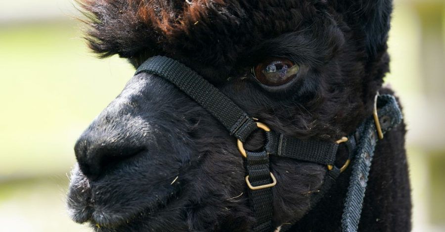 Das Alpaka mit dem Namen «Geronimo» steht auf der Shepherds Close Farm.