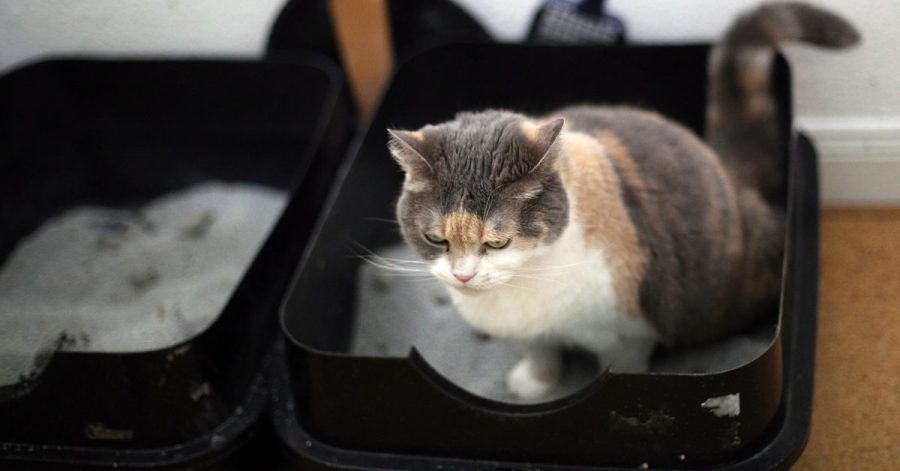 Katzen und Menschen haben auch Dinge gemeinsam - so essen auch Stubentiger nicht gern direkt neben ihrem Klo.