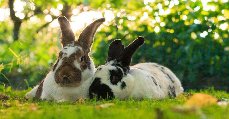Auch wenn es schwer fällt zu widerstehen: Die süßen Langohren sind reine Beobachtungs- und keine Kuscheltiere.
