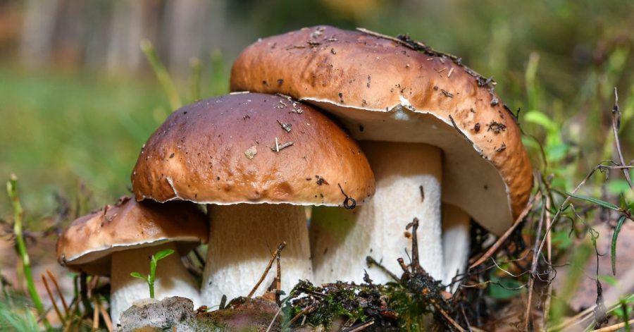 Drei Steinpilze wachsen eng beieinander. Experten blicken positiv auf die kommende Pilzsaison. Die Witterung im Sommer 2021 begünstigt das Wachstum für Speisepilze.