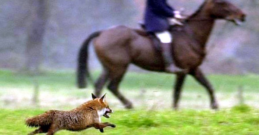Ein Fuchs läuft im Dezember 2000 an einem Reiter der Jagdgesellschaft des Herzogs von Beaufort nahe Shipton Moyne vorbei.