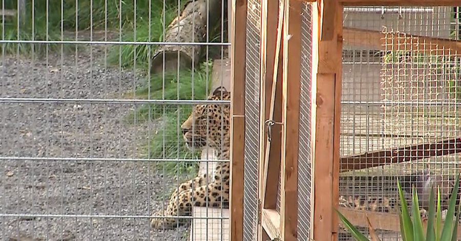 Ein Leopard liegt in seinem Gehege in einer sogenannten «Seniorenresidenz für Wildtiere» im Burgenlandkreis.
