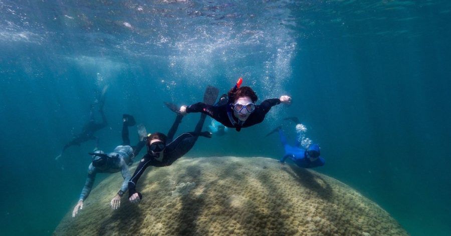 Forschende haben eine mehr als zehn Meter breite Koralle haben im Great Barrier Reef entdeckt.