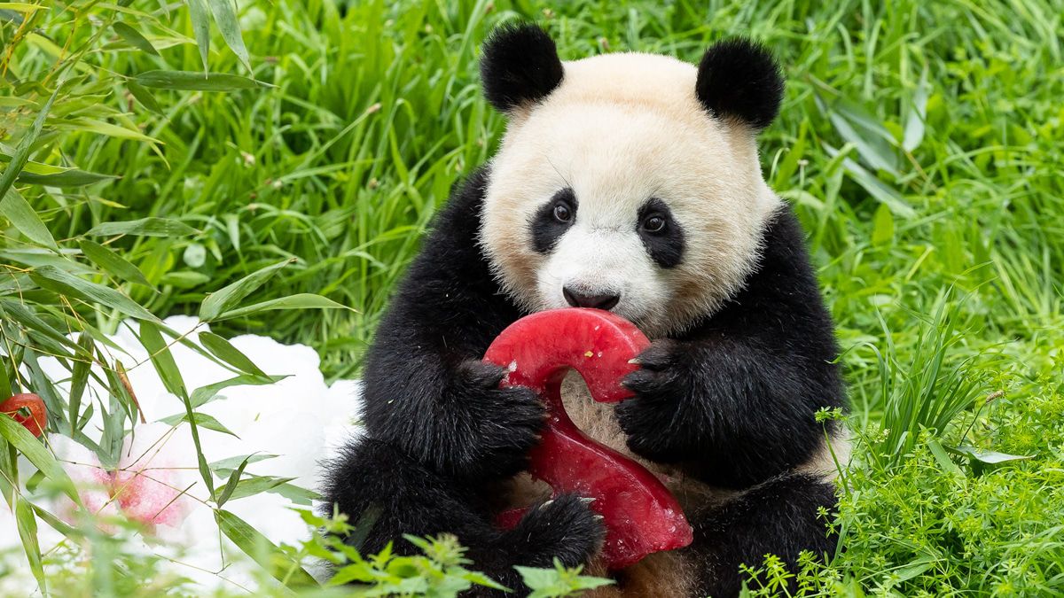 Berliner Panda-Zwillinge feiern 2. Geburtstag - die neusten Bilder