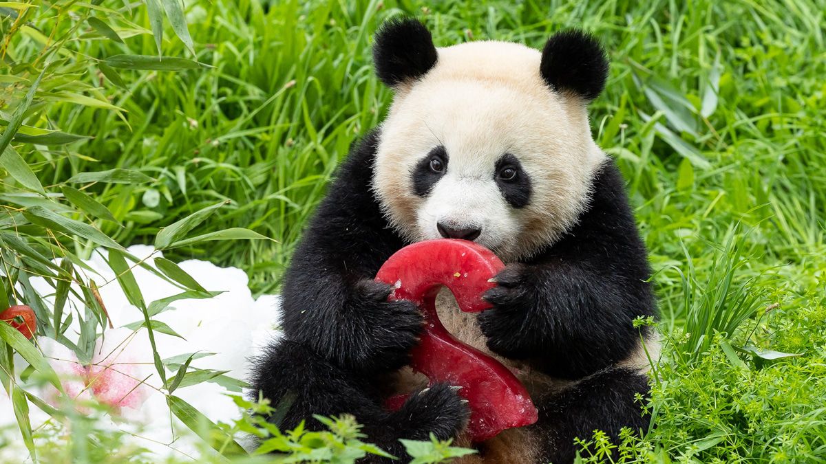 Berliner Panda-Zwillinge feiern 2. Geburtstag - die neusten Bilder