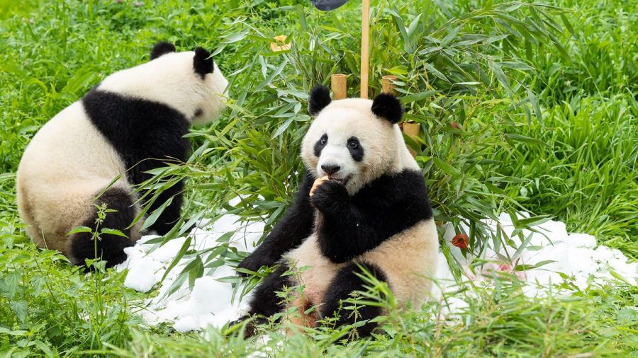 Berliner Panda-Zwillinge feiern 2. Geburtstag - die neusten Bilder