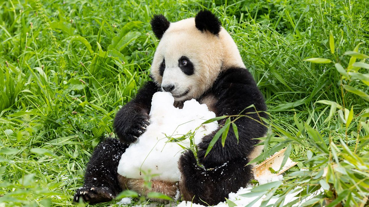 Berliner Panda-Zwillinge feiern 2. Geburtstag - die neusten Bilder