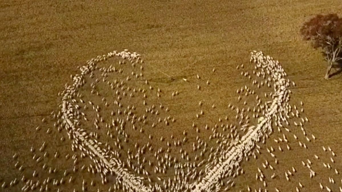 Videohit mit Herz: Überwältigende Liebesbotschaft mit Schafherde!