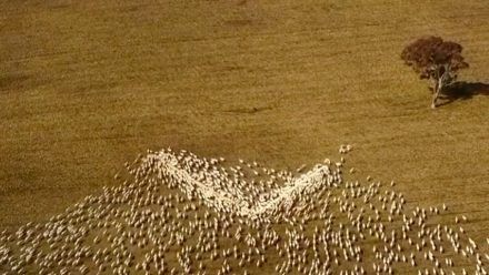 Trächtige Schafweibchen sind sehr hungrig - das nutze Jackson für seine Idee.