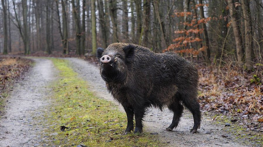 Wildschweine verhindern Festnahme eines Radfahrers