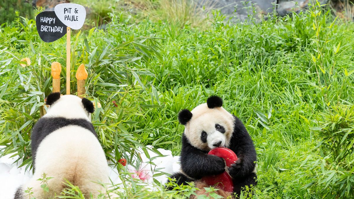 Berliner Panda-Zwillinge feiern 2. Geburtstag - die neusten Bilder