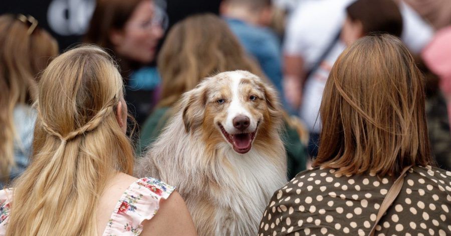 Für vierbeinige Internet-Stars gibt es den German Petfluencer Award.