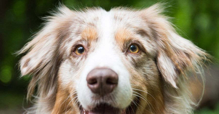 2,7 Prozent mehr Hundesteuer gab's 2020 für Deutschlands Städte und Gemeinden.