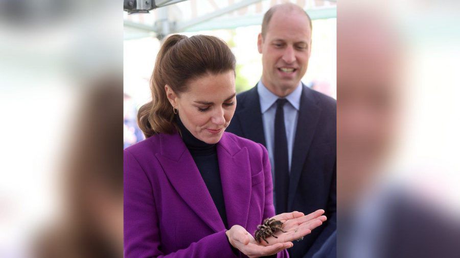 Herzogin Kate lässt die Tarantel seelenruhig über ihre Hände klettern, während Prinz William ihr über die Schulter schaut. (tae/spot)