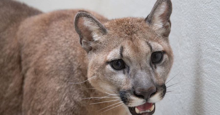 Dieses vom Bronx Zoo zur Verfügung gestellte Foto zeigt einen Puma im Bronx Zoo.