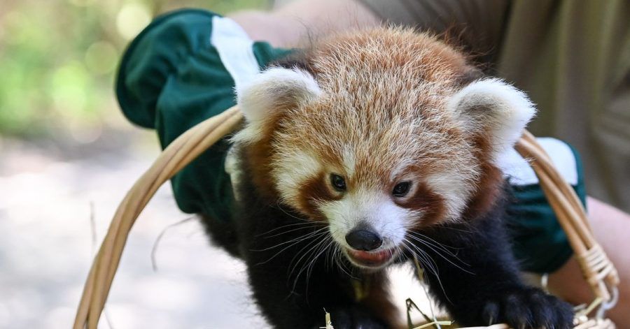 Es ist ein Junge. - Der kleine Rote Panda erkundet die Welt.