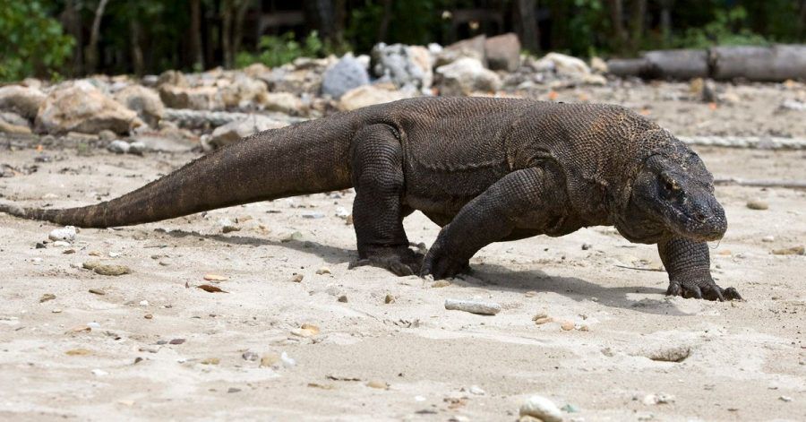 Der Komodowaran, die größte lebende Echse der Welt, ist jetzt als «stark gefährdet» eingestuft worden.