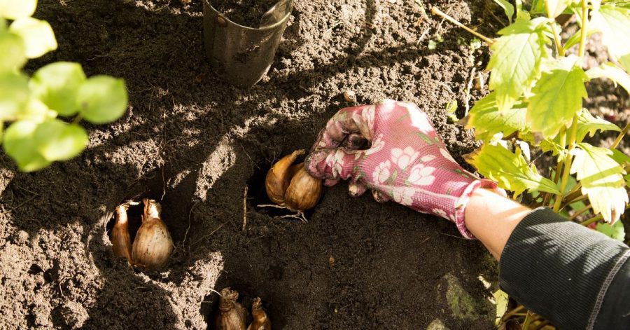 Solange die Herbstsonne noch scheint: Jetzt ist die richtige Zeit, Zwiebelblumen, die im Frühjahr blühen sollen, in die Erde zu geben.