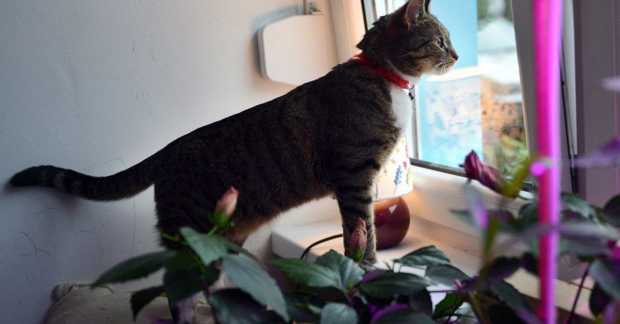 Wenn der Kater vor dem Fenster etwas Spannendes sieht und dann mit dem Schwanz zuckt oder «meck, meck» ruft, will er seinen Besitzer nicht etwas zeigen, sondern damit sagen, ich kann gerade nicht so handeln, wie ich gern möchte.