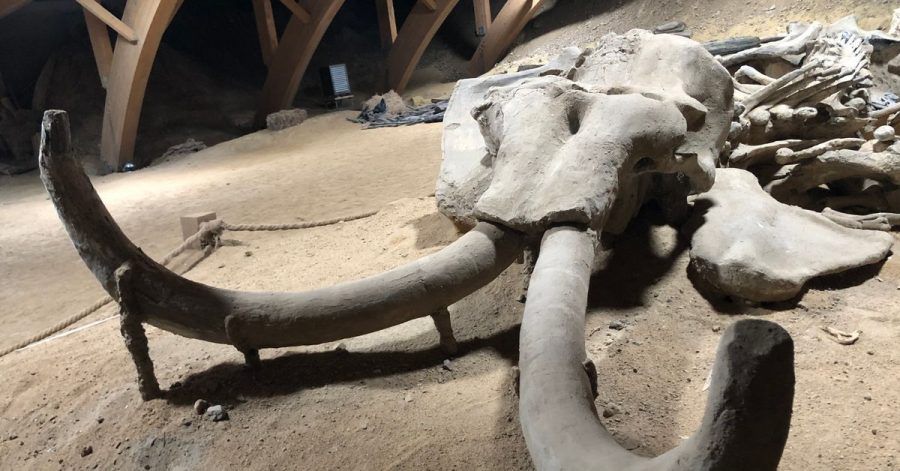 Überreste eines rund eine Million Jahre alten versteinerten Mammutskeletts im Viminacium-Museum. Wissenschaftler wollen das Wollhaarmammut wiederbeleben.