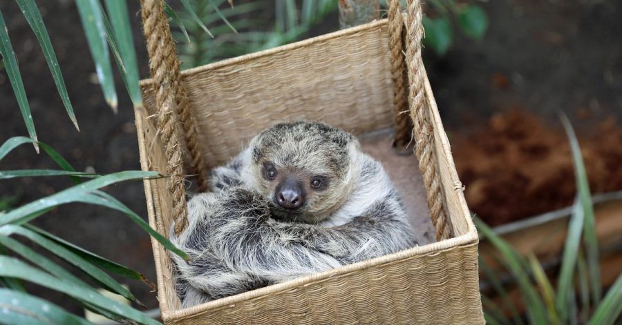 Eeinjähriges weibliches Faultiers Feira, genannt Fe, das zusammen mit dem zweijährigen männlichen Faultier Moana, genannt Mo, nun im Zoo Edinburgh wohnt.