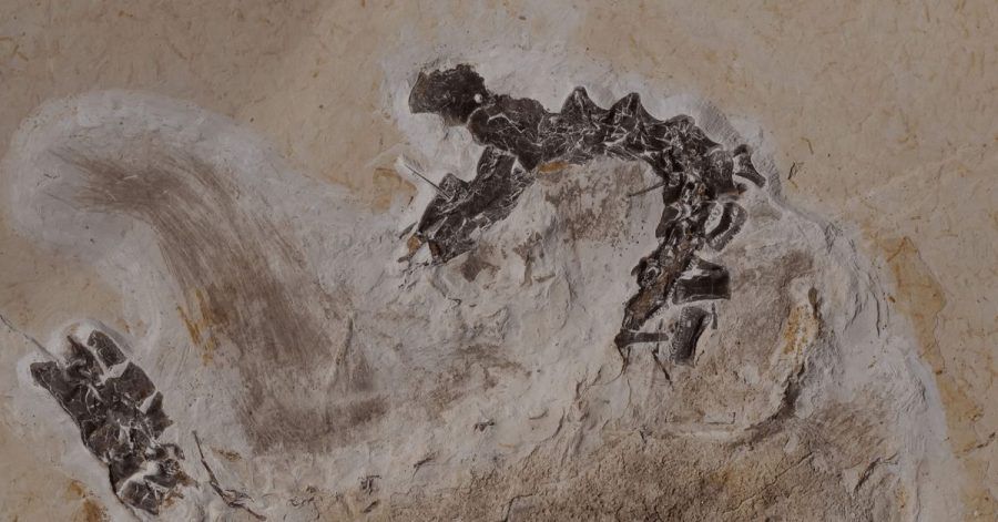 Seit Jahrzehnten befindet sich das Fossil des Sauriers Ubirajara im Naturkundemuseum in Karlsruhe, jetzt soll es nach Brasilien zurück.