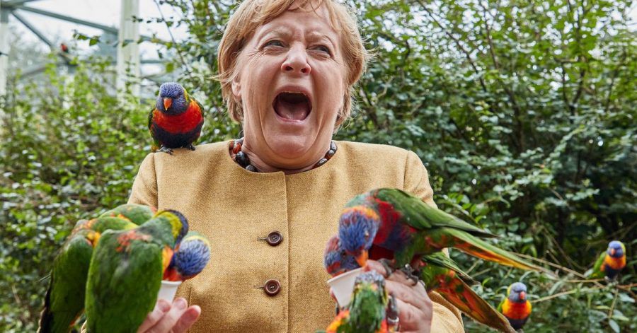 Angela Merkel (CDU), Bundeskanzlerin, füttert australische Loris im Vogelpark Marlow und wird dabei gebissen.