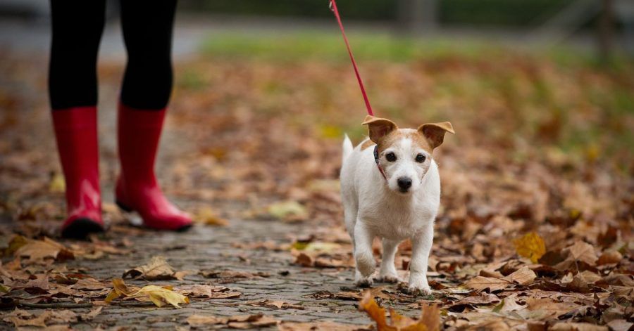 Bei den herbstlichen Gassirunden sollte man mit dem Hund einen großen Bogen um Walnussbäume machen.