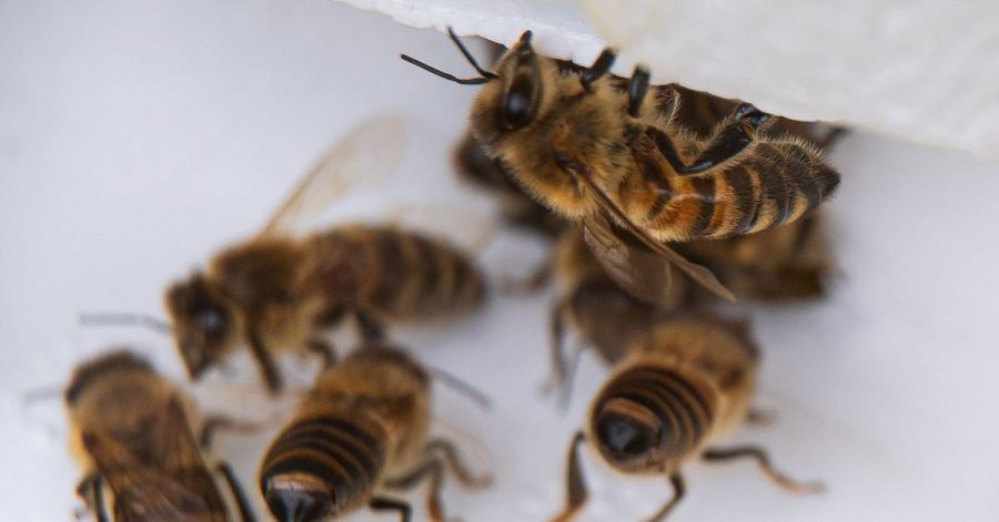 Bienenarbeiterinnen kommen aus ihrem Bienenstock.
