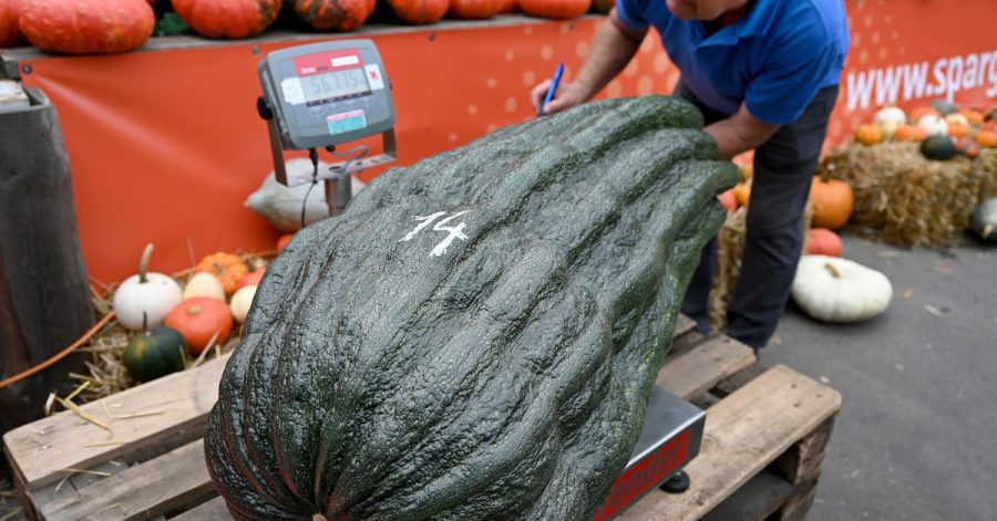 Stolze 56,75 Kilo brachte diese Zucchini auf die Waage - ein neuer deutscher Rekord.
