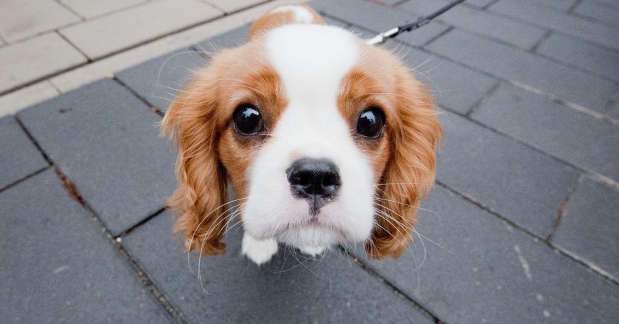 Cavalier King Charles Spaniel - immer extremere Schönheitsideale haben in der Zucht zu massiven gesundheitlichen Problemen geführt.
