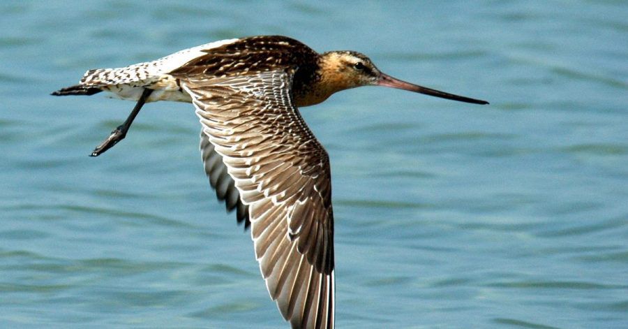 Eine Pfuhlschnepfe im Flug. Die scheue Pfuhlschnepfe - ein 40 Zentimeter großer Vogel mit flacher Brust, braun-weiß quergestreiftem Schwanz und einem langen Schnabel - ist ein echter Marathon-Flieger.