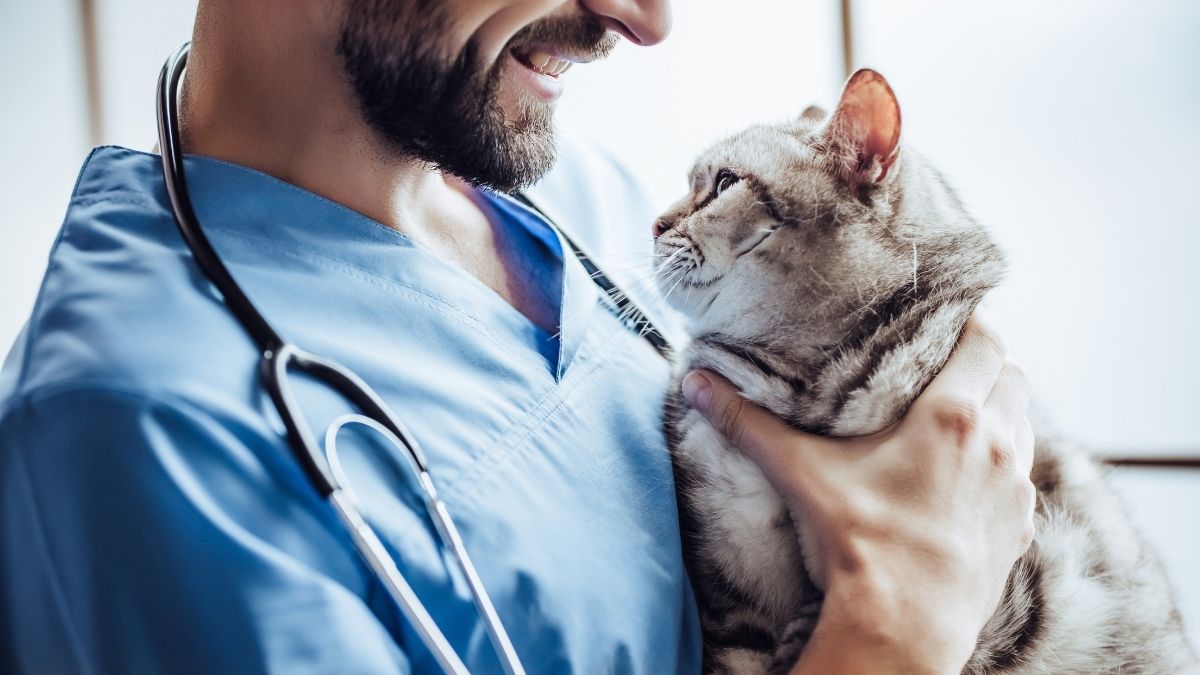 Wieso ist eine Krankenversicherung für Katzen sinnvoll?