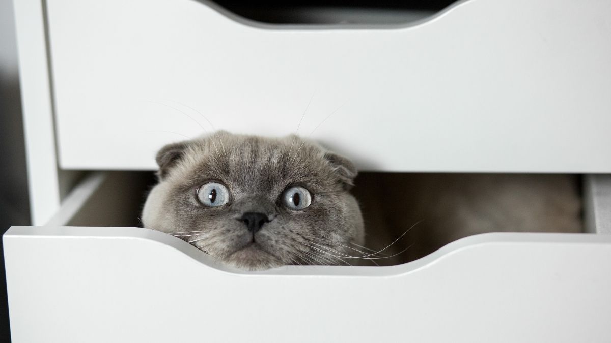 Wieso ist eine Krankenversicherung für Katzen sinnvoll?