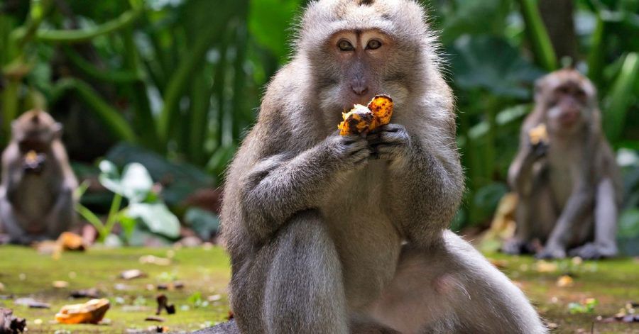 Makaken fressen Bananen während der Fütterungszeit im Sangeh Monkey Forest.