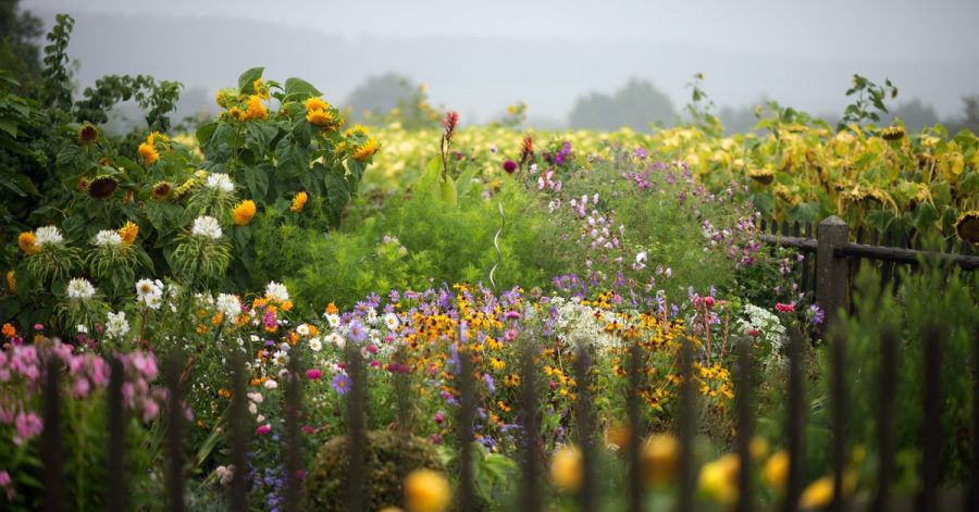 Hohe Stauden, schöne Blüten. Hier fühlen sich Insekten sehr wohl. Und schön aussehen, tut es auch.