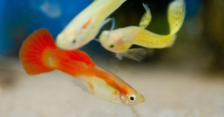 Auch bestimmte Guppy-Arten dürfen im Sommer raus in den Teich - sie sollten aber rechtzeitig zurück ins Aquarium, wenn das Teichwasser zu kalt wird.