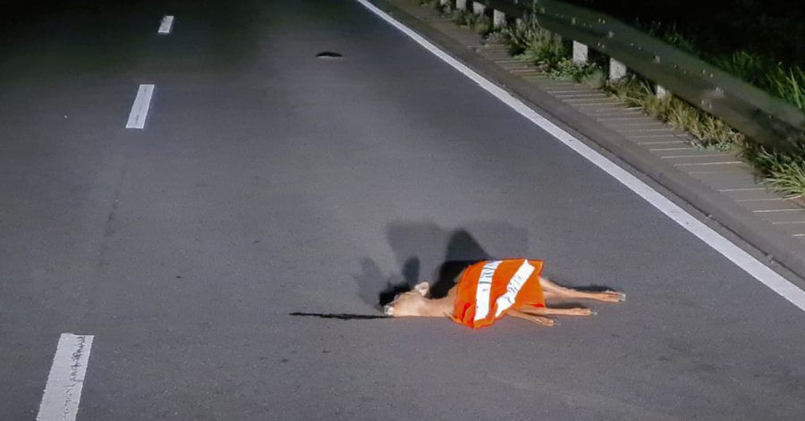 Ein totes Reh liegt auf der Straße bei Fischbachtal-Niedernhausen in der Nähe von Darmstadt. Unbekannte haben eine Warnweste darüber gelegt.