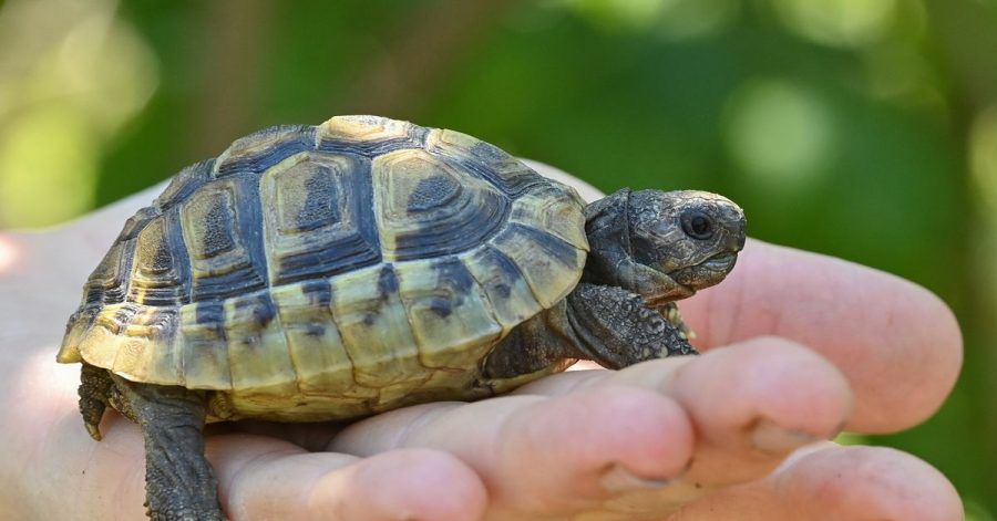 Eine noch junge Griechische Landschildkröte. Landschildkröten können über 100 Jahre alt werden.
