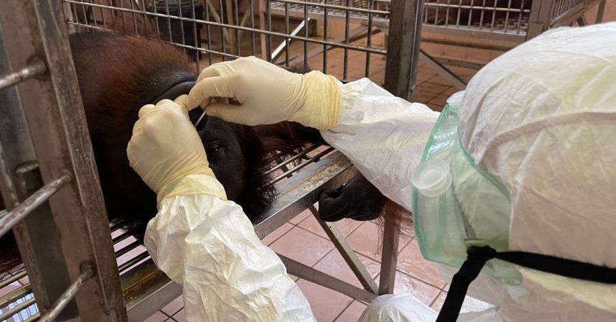 Ein Mitarbeiter entnimmt eine Nasenabstrichprobe von einem Orang-Utan für einen Coronatest.