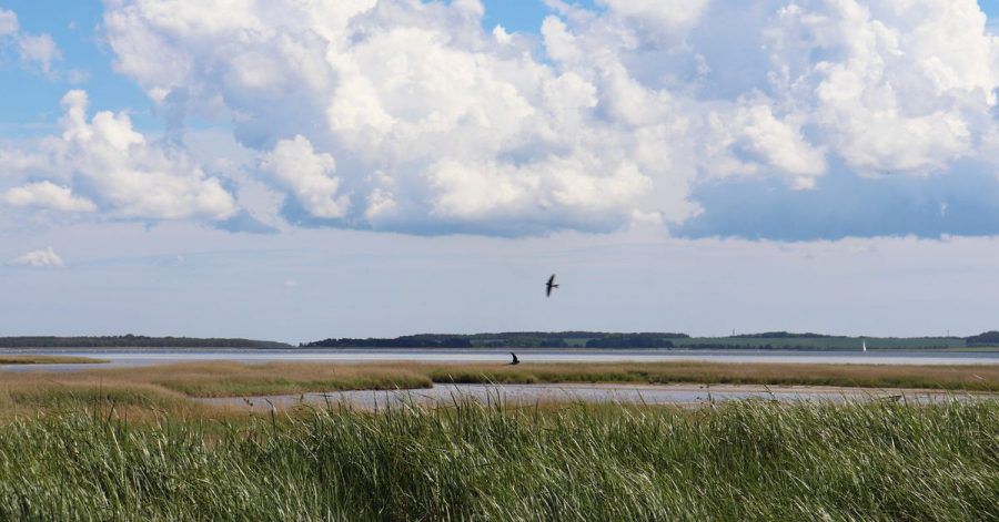 Die Vorpommersche Boddenlandschaft ist ein geschützter Naturraum.