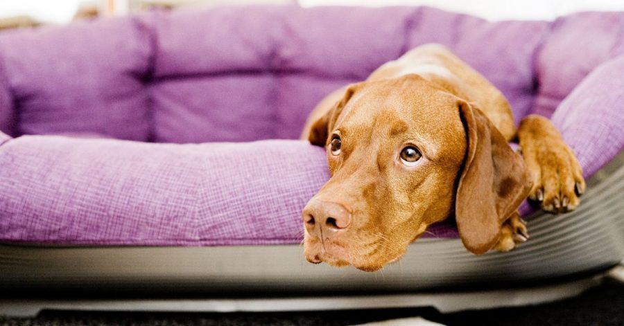 Für in der Pandemie angeschaffte Junghunde ist das Alleinsein zuhause völliges Neuland. Da hilft nur üben, üben, üben. Anfangs wird der Hund nur für Sekunden allein gelassen.