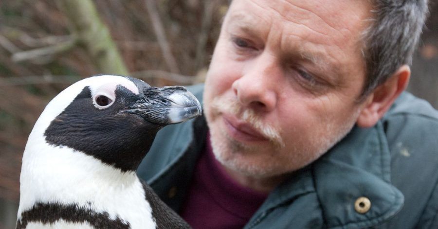 Tierpfleger Peter Vollbracht betrachtet im Münsteraner Allwetterzoo das Brillenpinguin-Weibchen Sandy. Der bei den Zoo-Besuchern beliebte und aus dem Fernsehen bekannte Pinguin ist im Alter von 25 Jahren gestorben.