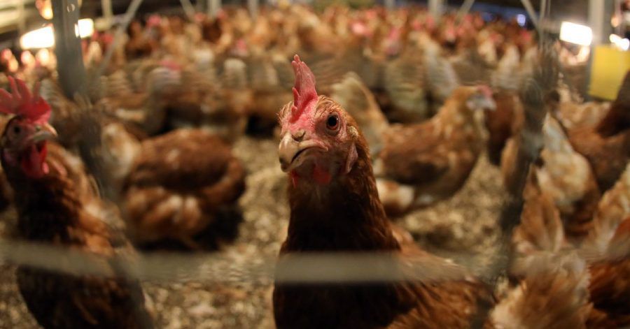 In der EU sollen künftig weniger Antibiotika an Tiere gehen.