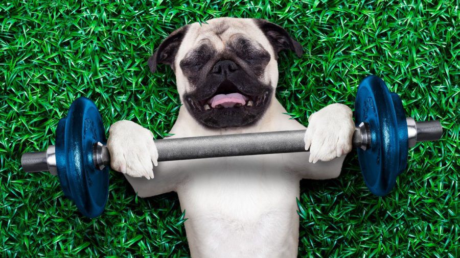 So klappt Sport auch mit dem Hund!