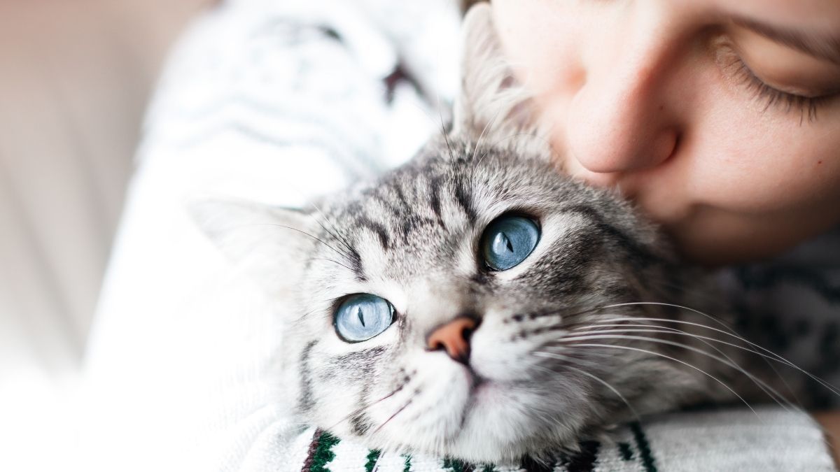 Das war‘s mit Streicheln: Viele Katzen haben eine Menschen-Allergie