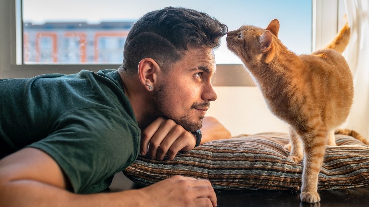 Das war‘s mit Streicheln: Viele Katzen haben eine Menschen-Allergie