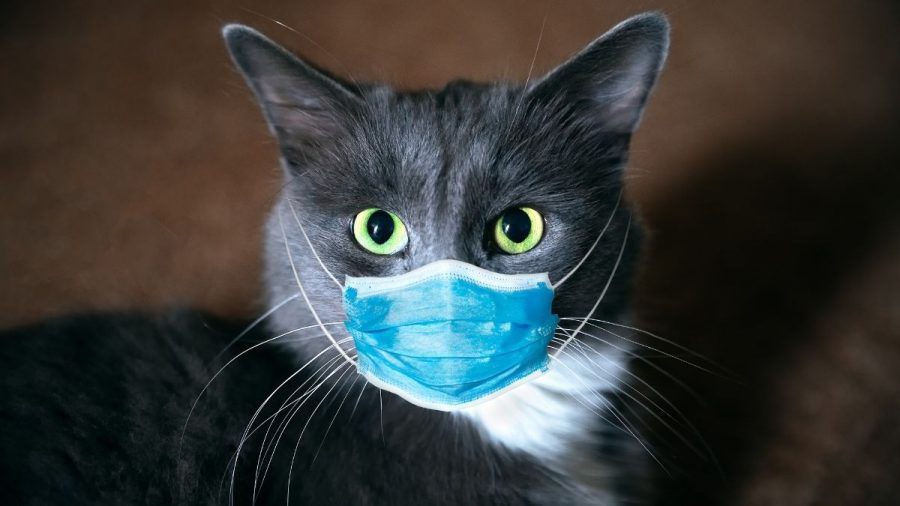 Das war‘s mit Streicheln: Viele Katzen haben eine Menschen-Allergie