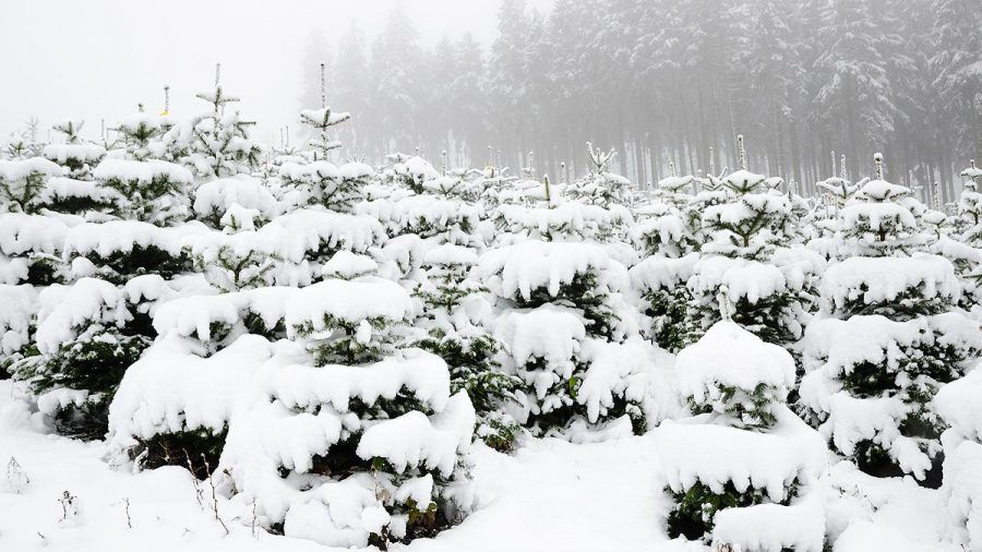 Weihnachten 2021: Nordmanntanne bleibt der Topseller