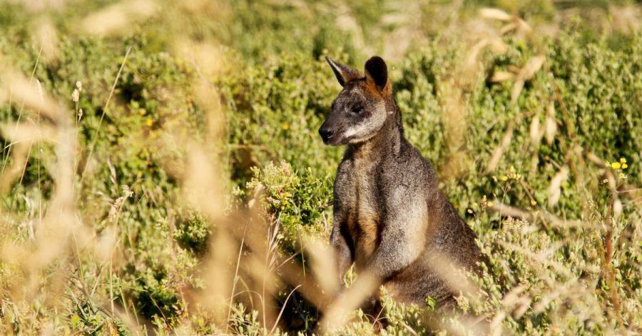 Kängurus stehen in Australien unter besonderem Schutz. (Symbolbild)